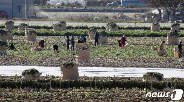 경북 고령군 개진면 들녘에서 농민과 외국인 계절근로자들이 단무지용 무를 수확하고 있다. 2023.11.21/뉴스1 ⓒ News1 공정식 기자